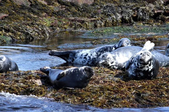 a bird sitting on a rock next to a body of water