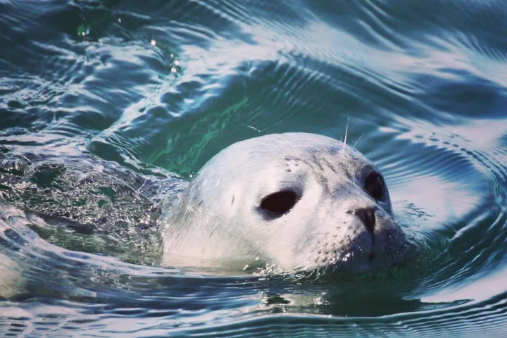 a seal swimming in a body of water
