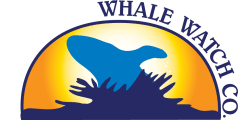 Bar Harbor Whale Watching Company