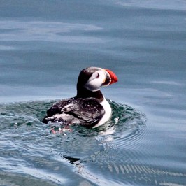 a bird flying over a body of water