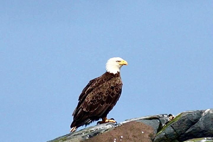 a bird sitting on top of a body of water