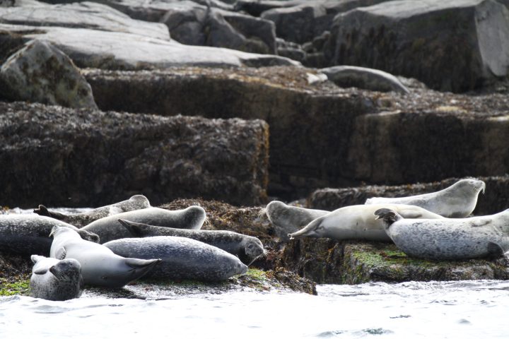 a seal lying down on a rock