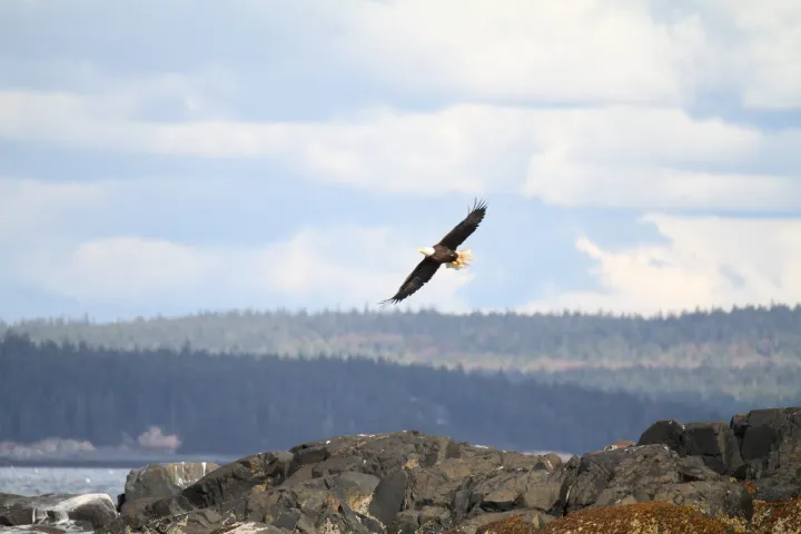 a bird flying in the air with a mountain in the background