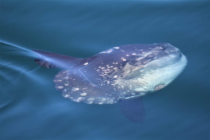 a fish swimming under water