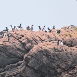 a flock of seagulls standing on a rocky hill