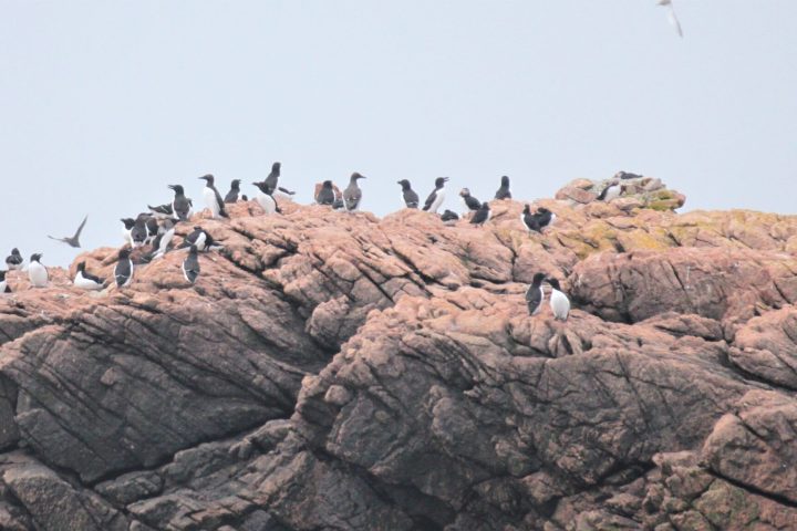 a flock of seagulls standing on a rocky hill