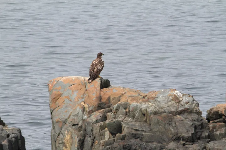 a bird sitting on a rock next to a body of water