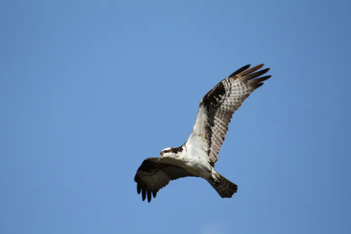 a bird flying in the sky