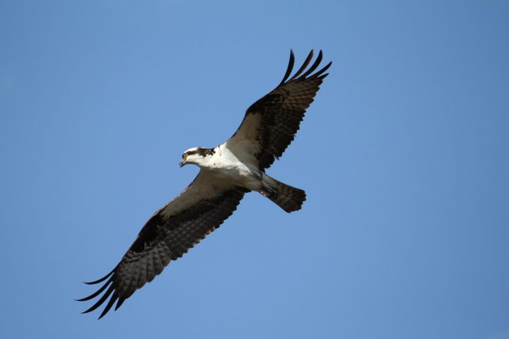 a bird flying in the sky