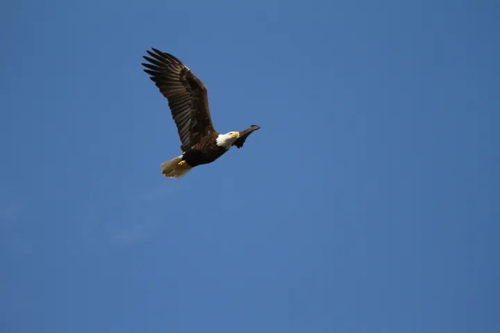 a bird flying in the sky
