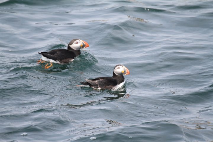 a flock of seagulls are swimming in a body of water