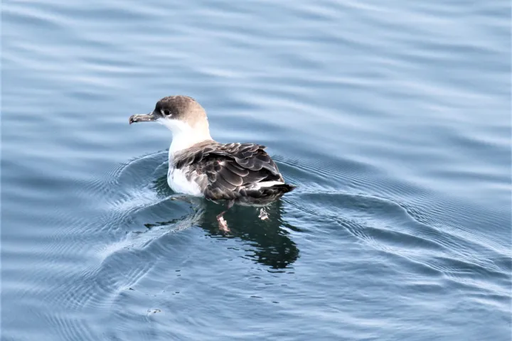 a duck swimming in a body of water