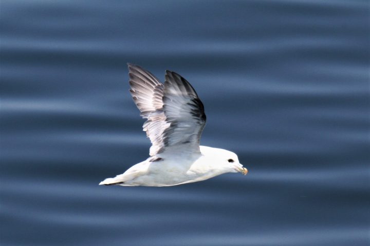 a bird flying over a body of water