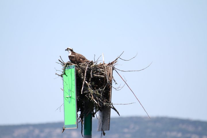 a bird flying in the sky