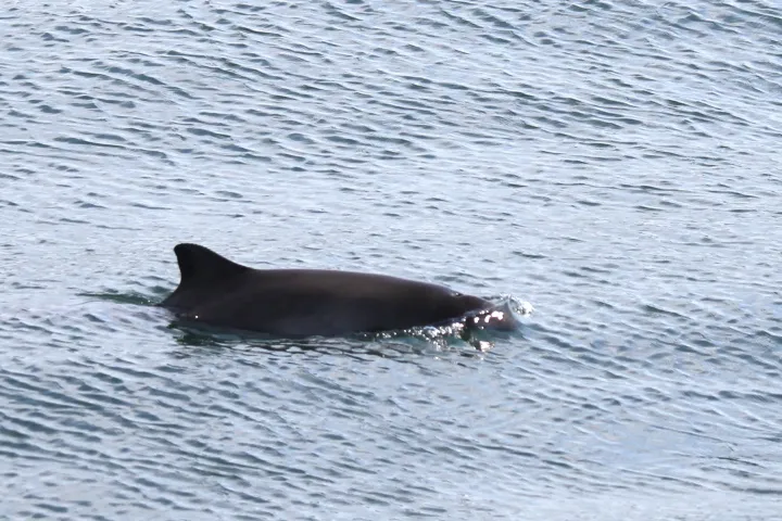 a dog swimming in a body of water