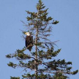 a flock of birds sitting on top of a tree