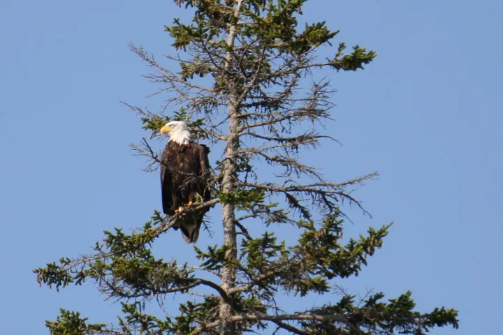 a flock of birds sitting on top of a tree
