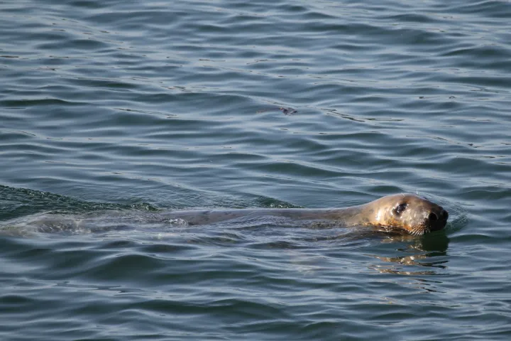 a brown bear swimming in a body of water