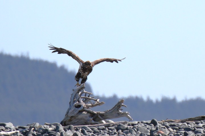 a bird flying over a rock