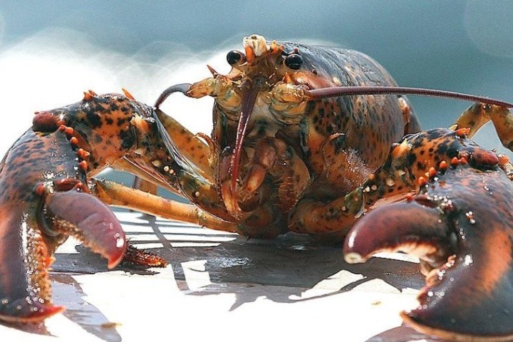 a lobster on a table