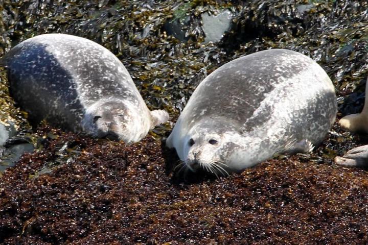 a seal on a rock next to a body of water