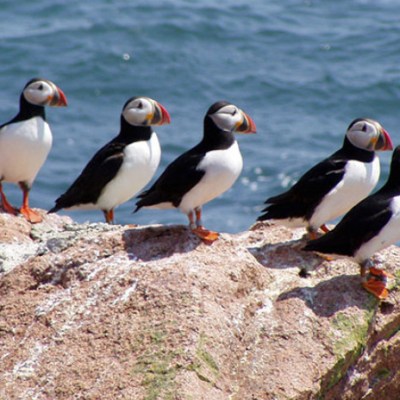 a bird standing on a rock next to a body of water