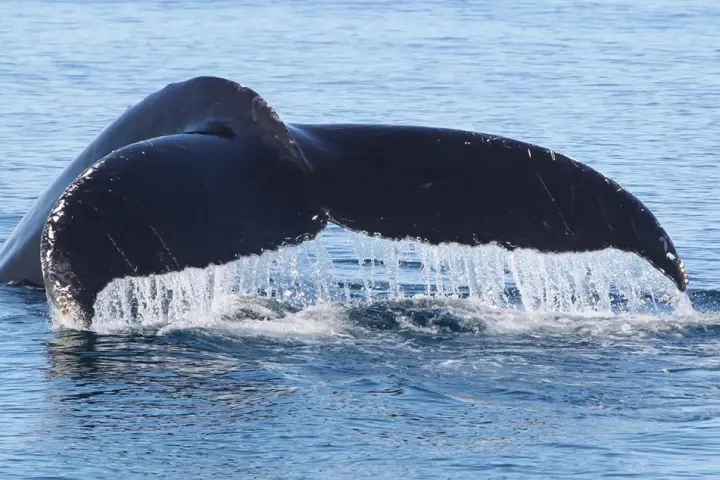 a whale jumping out of the water