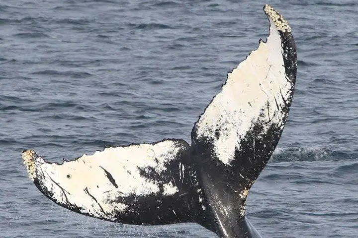 a whale jumping out of the water