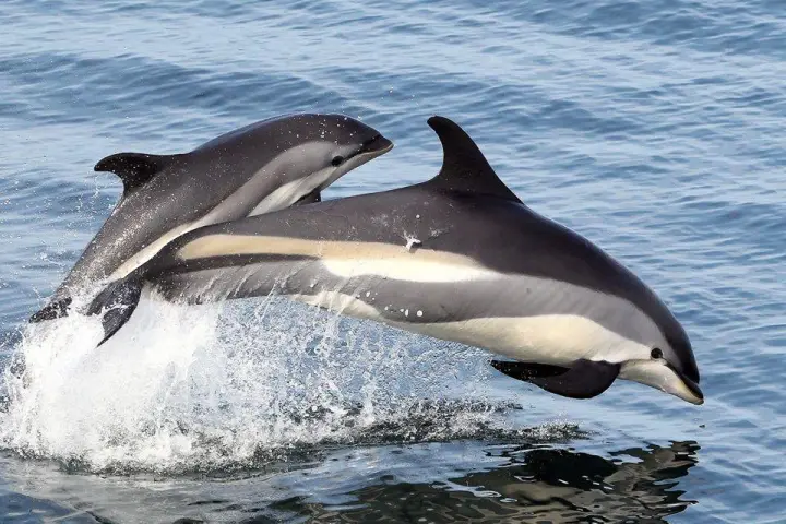 a dolphin swimming in a body of water