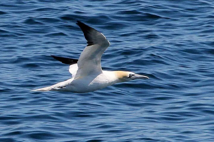 a bird flying over a body of water