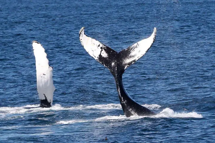 a bird flying over a body of water