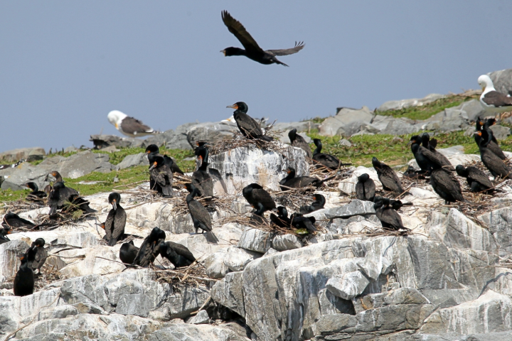 a flock of birds sitting on a rock