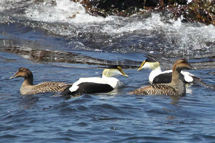 a duck swimming in a body of water