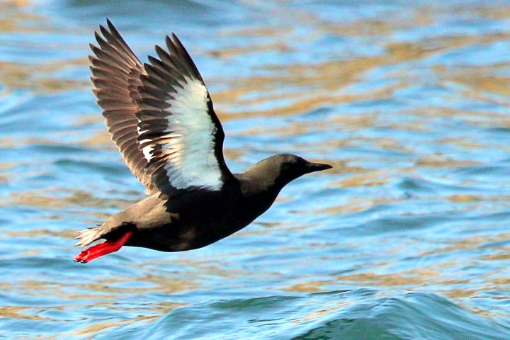 a bird flying over a body of water