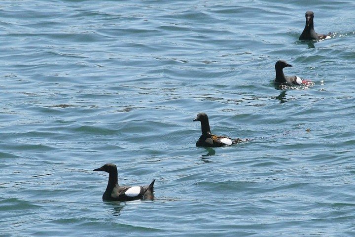 a flock of seagulls are swimming in a body of water
