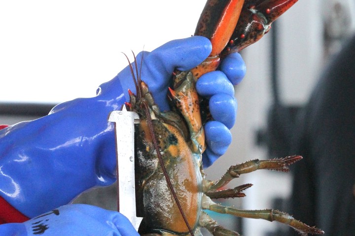 a crab in the blue sky