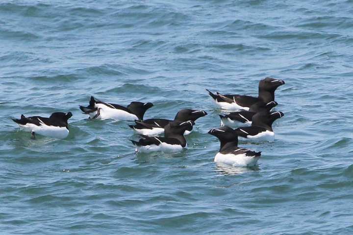 a flock of seagulls are swimming in a body of water