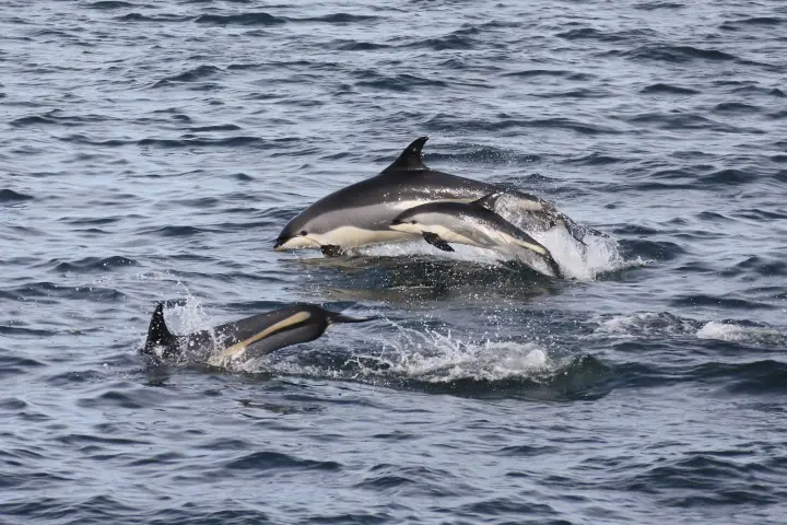 a dolphin jumping out of the water