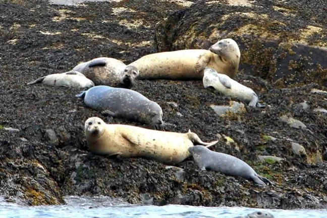 a seal lying in the dirt