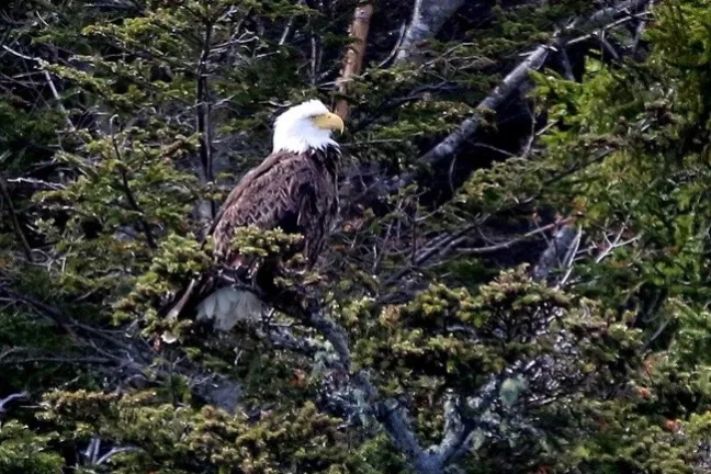 a bird standing on a rock in the middle of a forest