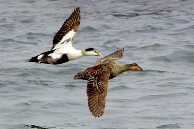 a bird flying over a body of water