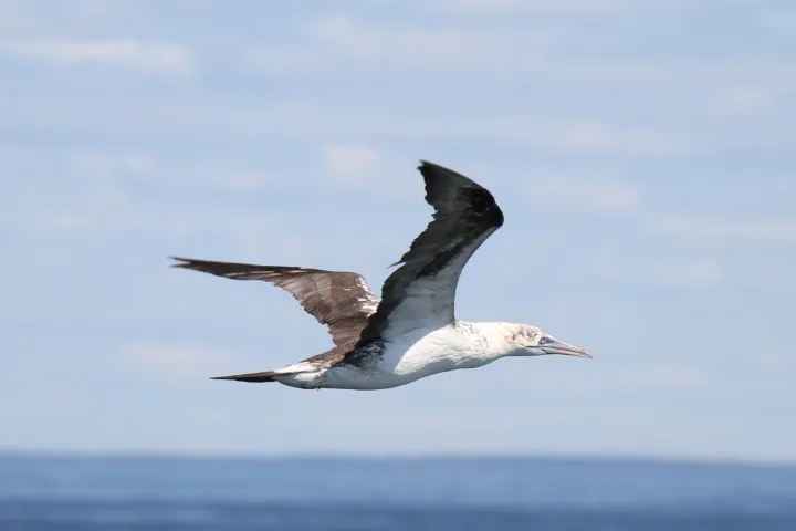 a bird flying over a body of water