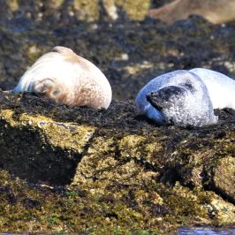 a bird sitting on a rock