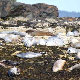 a rocky beach next to the rock