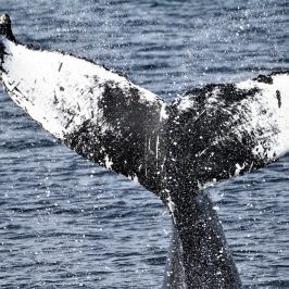 a whale jumping out of the water