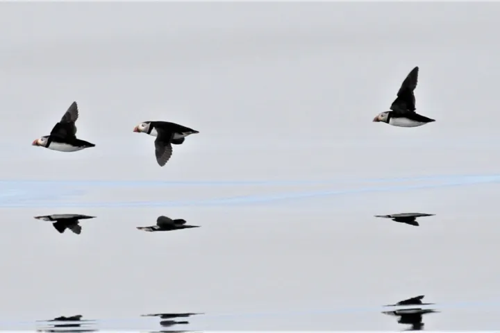 a flock of seagulls flying over a body of water