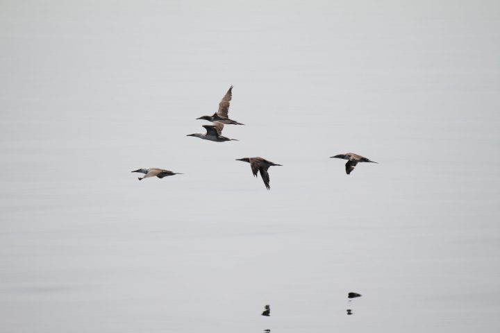 a flock of seagulls flying in the sky