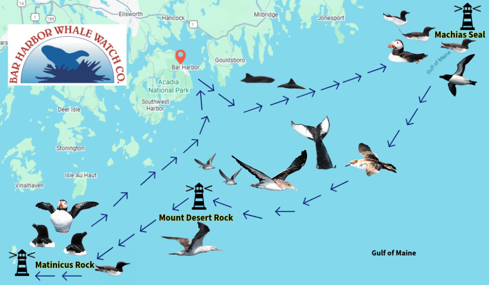 Map showing a whale watch route with birds and lighthouses near Bar Harbor, Gulf of Maine.