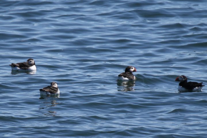 a duck swimming in a body of water