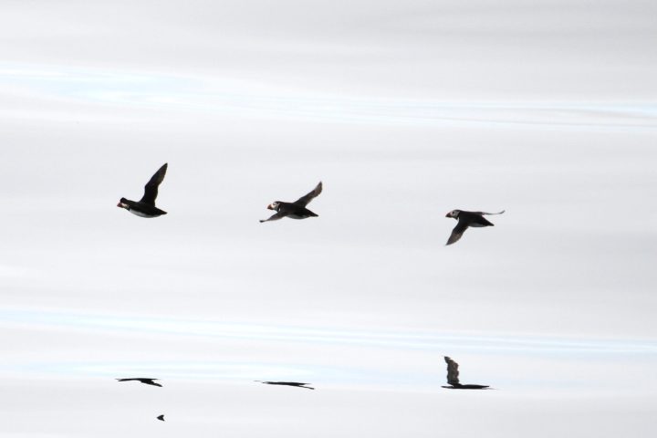 a flock of seagulls flying in the sky
